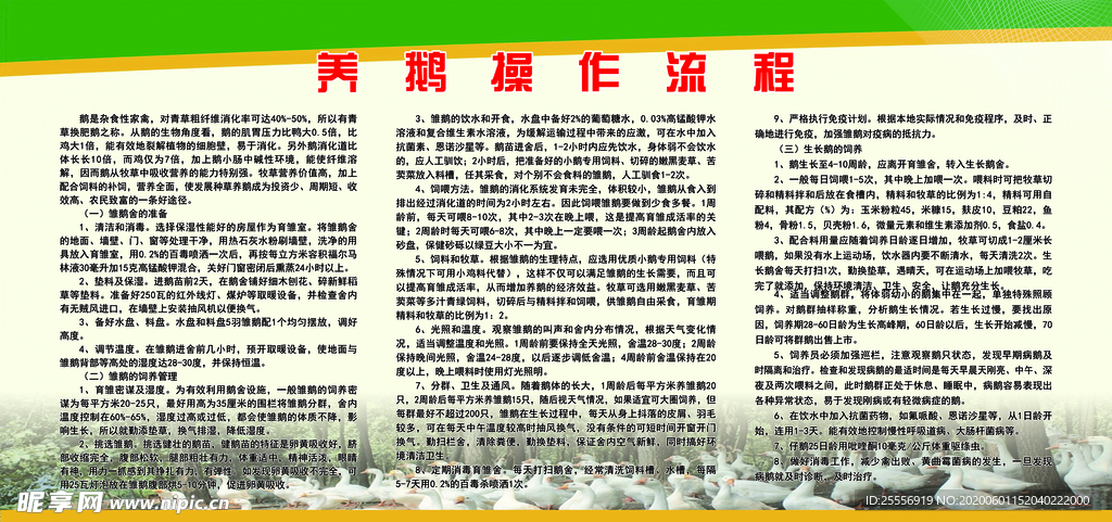 养鹅操作流程