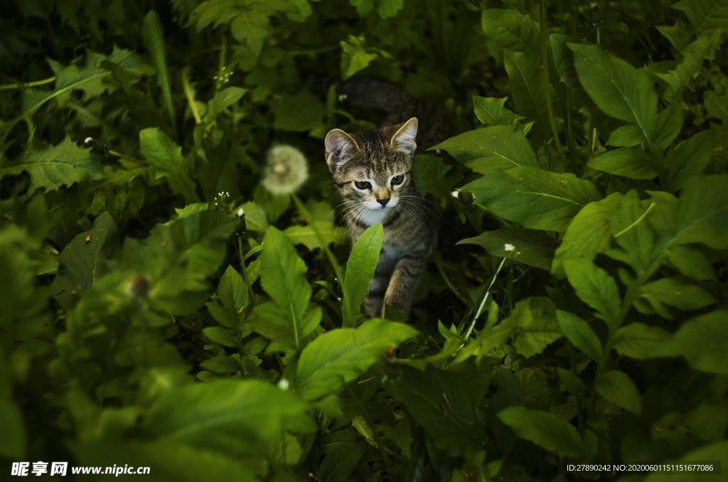 猫