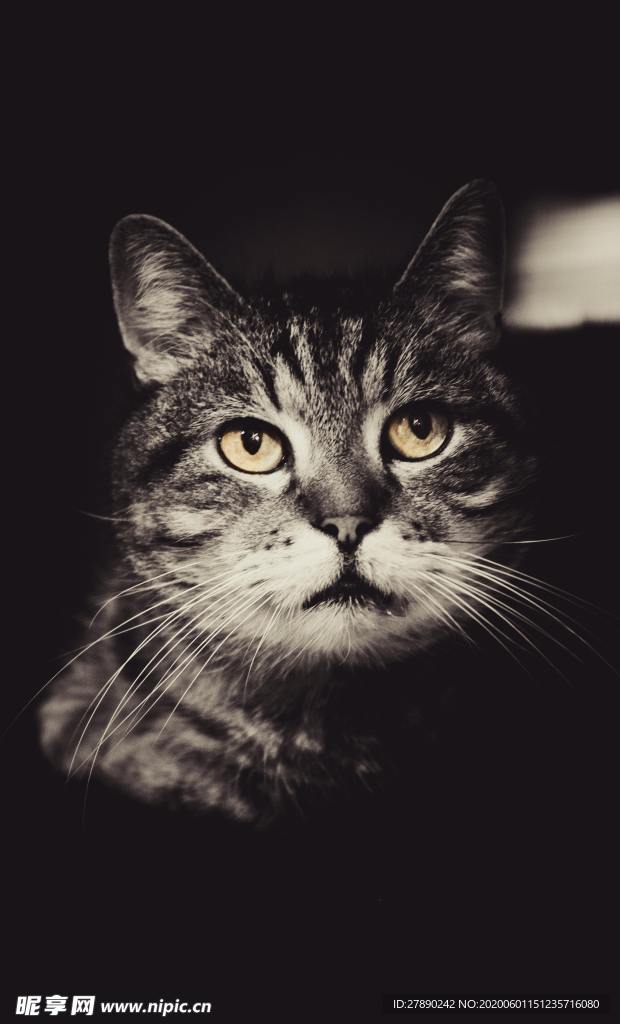 猫
