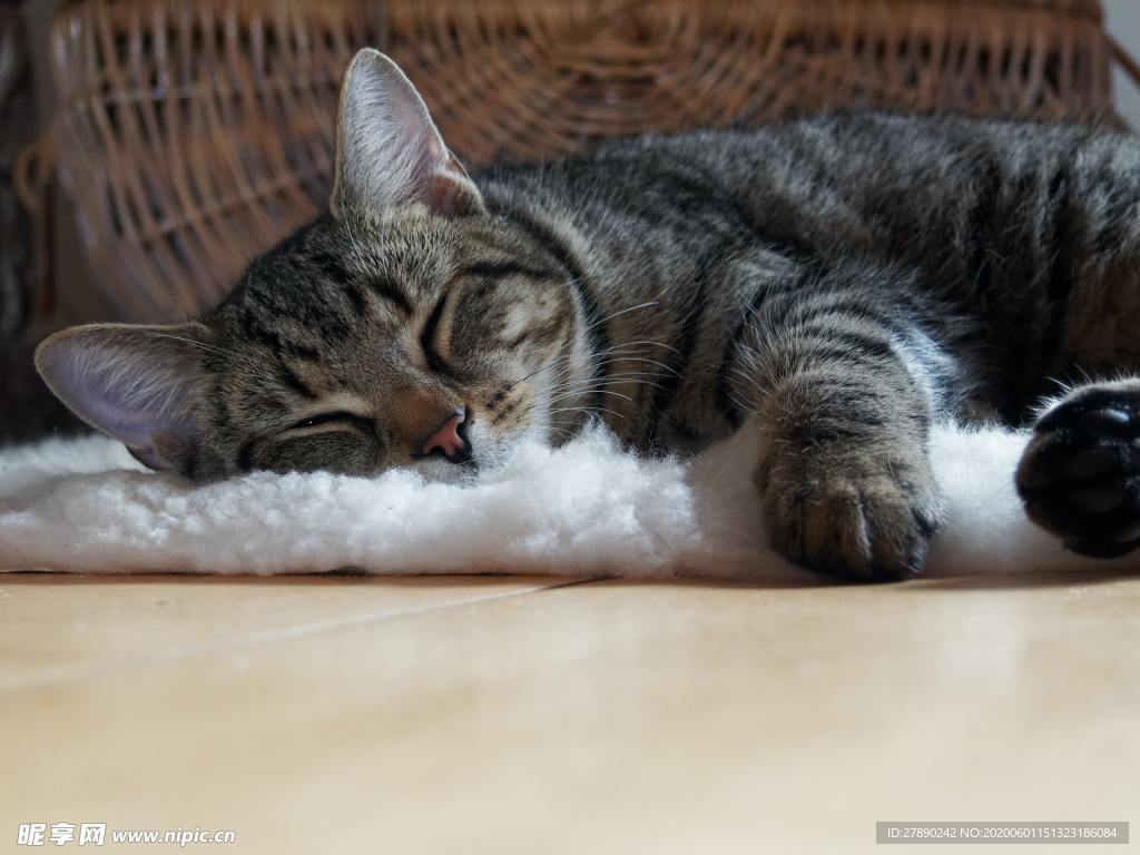 猫