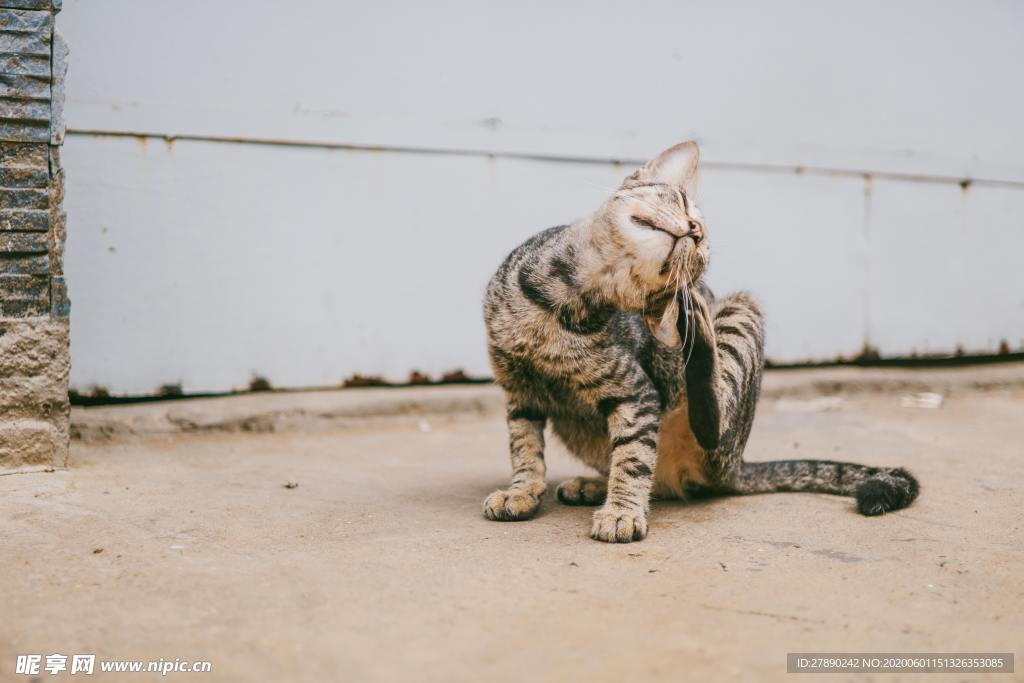 猫