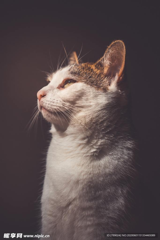 猫