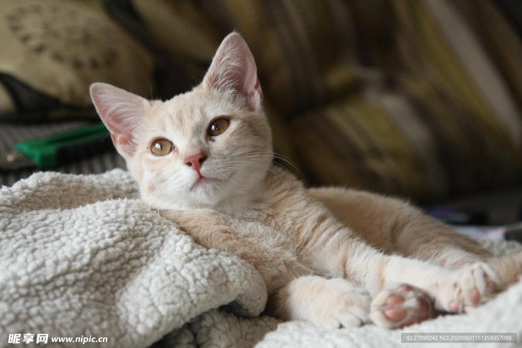 猫