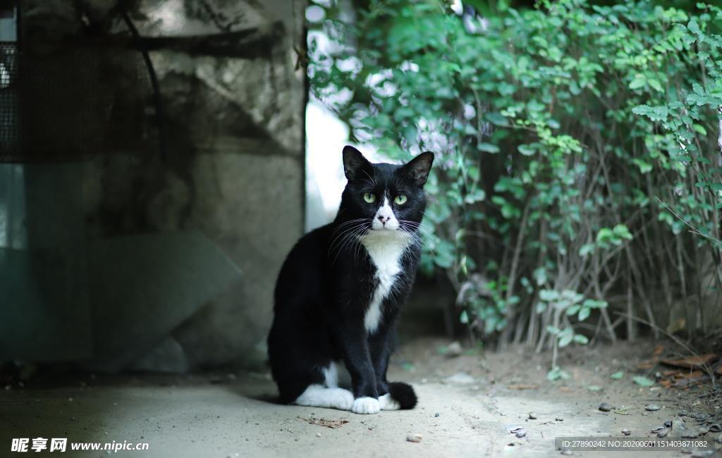 猫