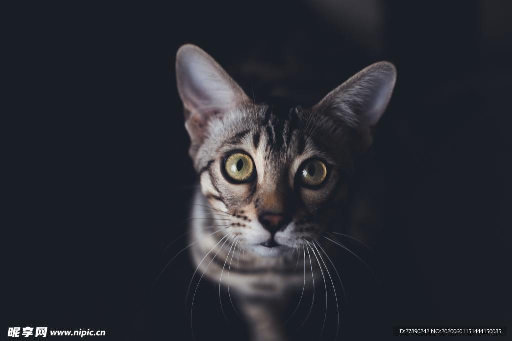 猫
