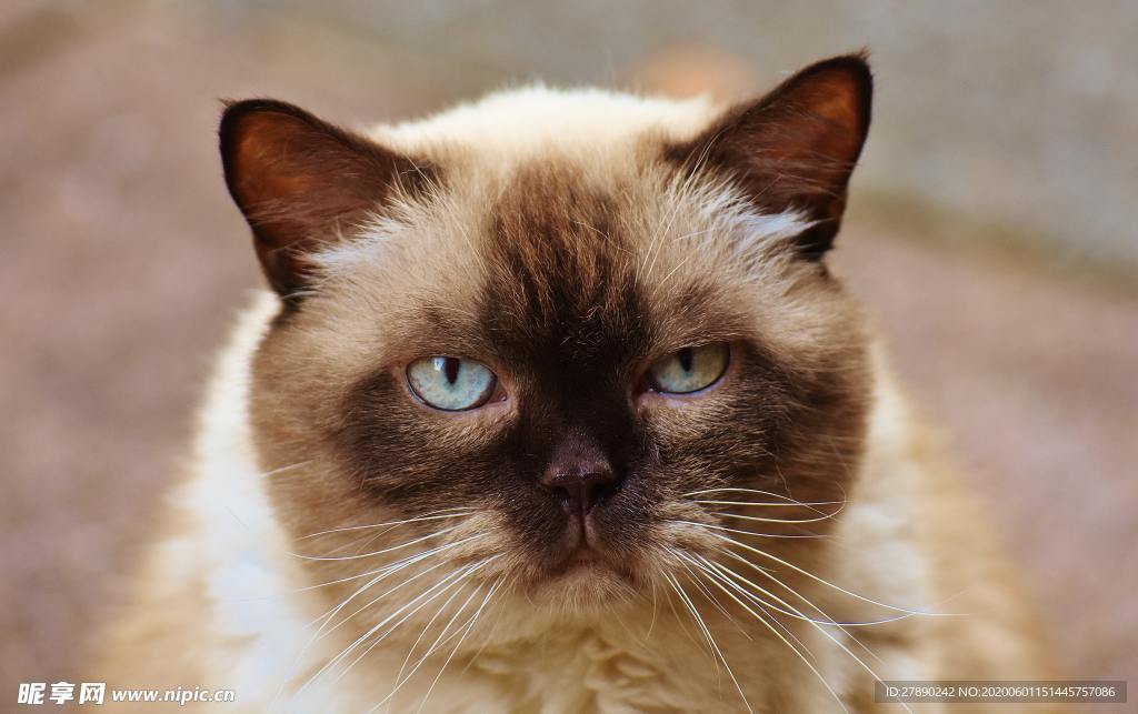 猫