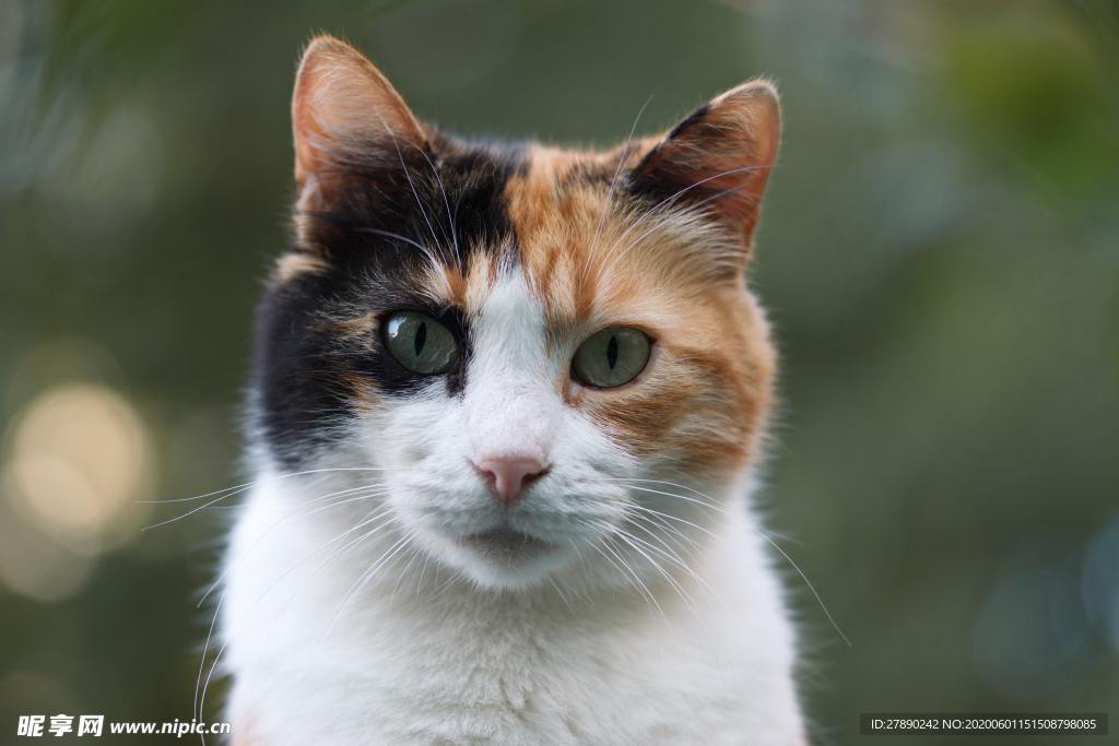 猫