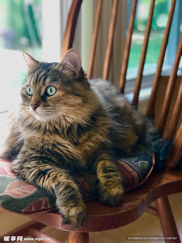 猫