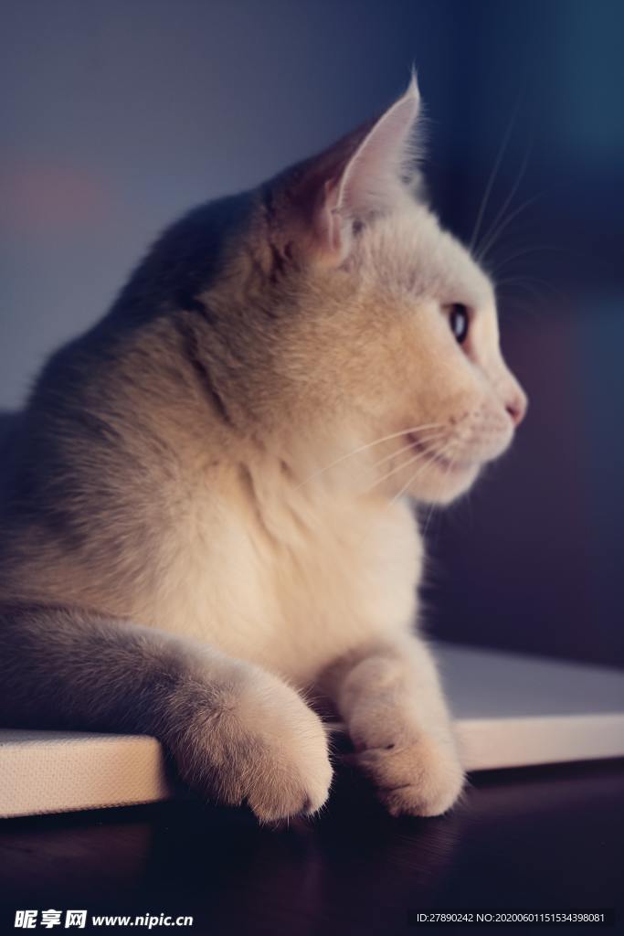 猫