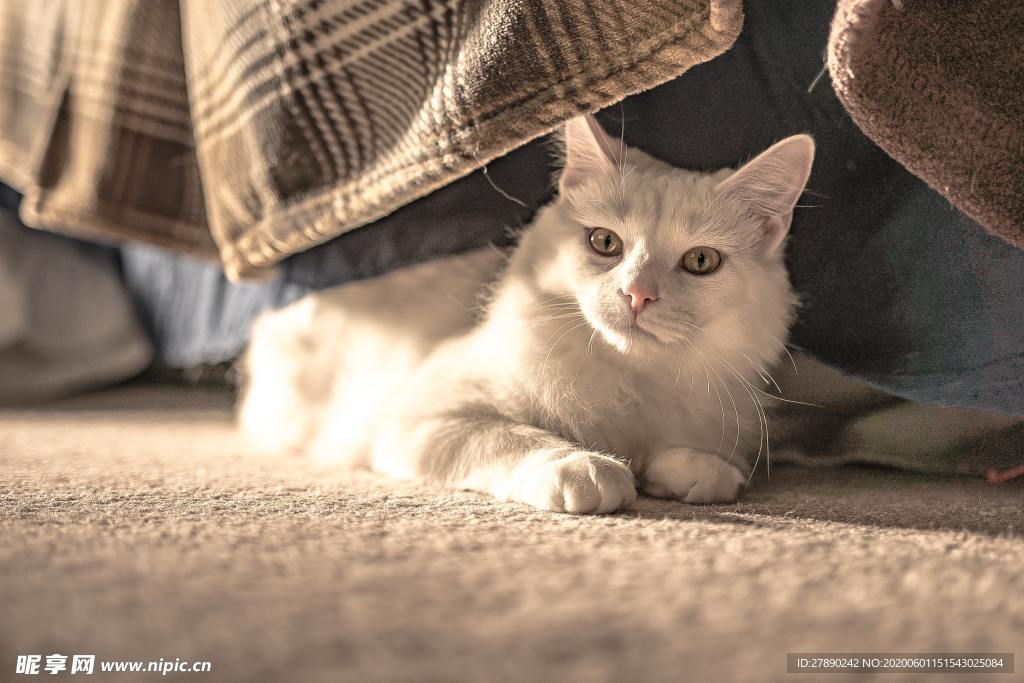 猫