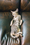 猫