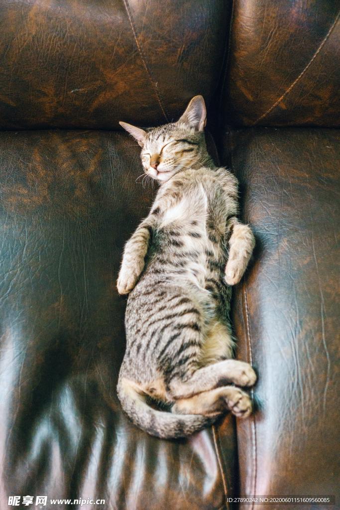 猫