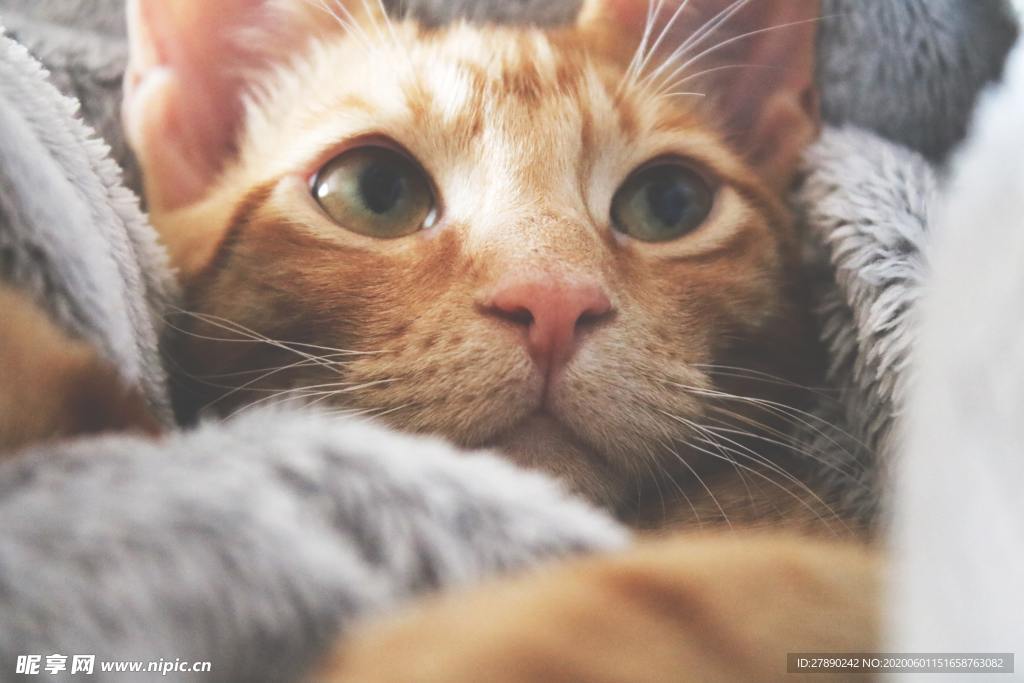 猫