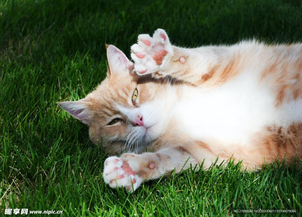 猫