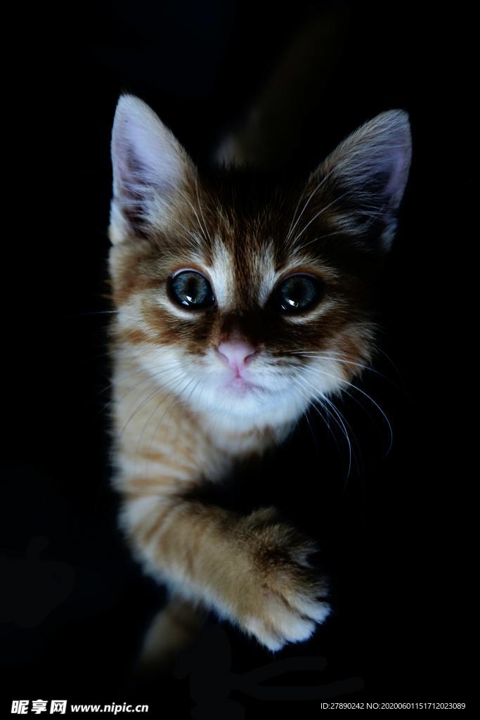 猫