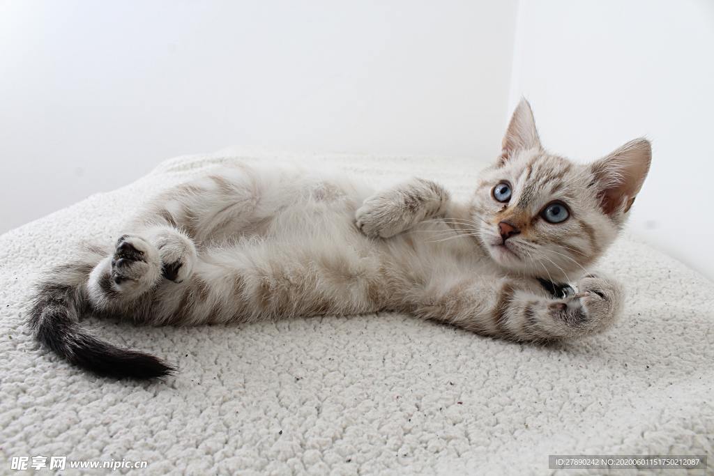 猫