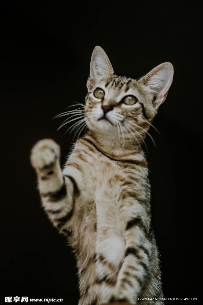 猫