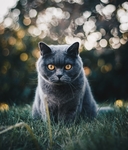 猫