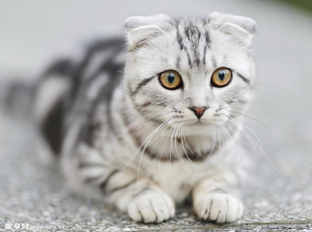 猫