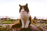 猫