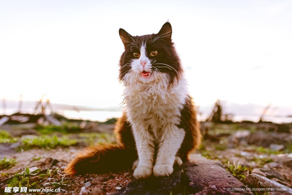 猫