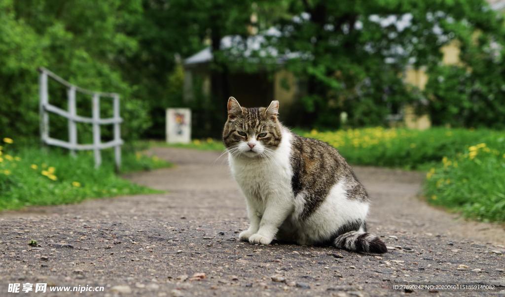 猫