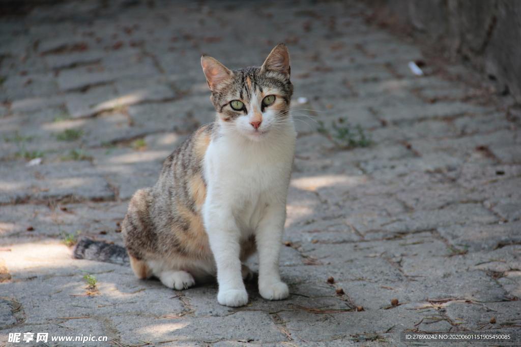 猫