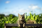 猫