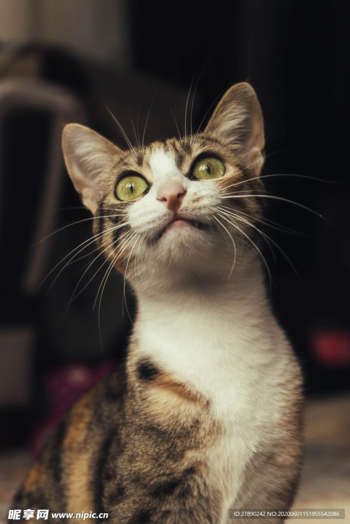 猫