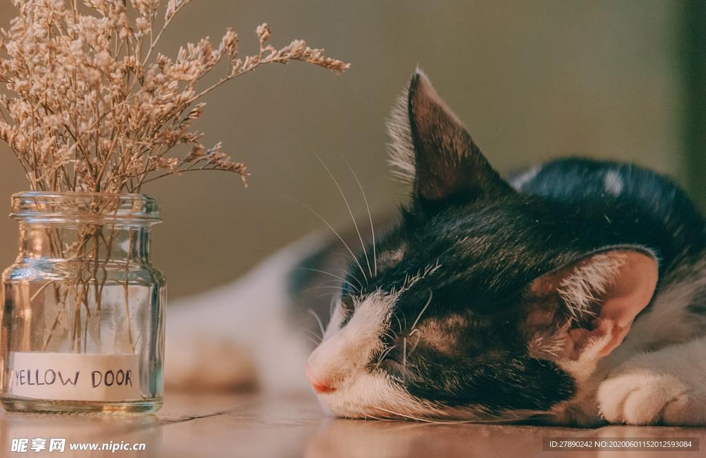 猫