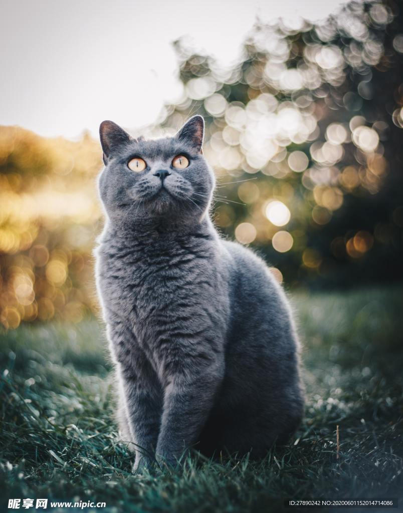 猫