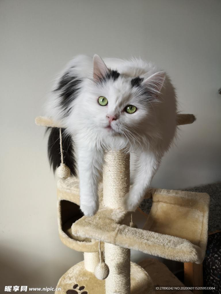 猫