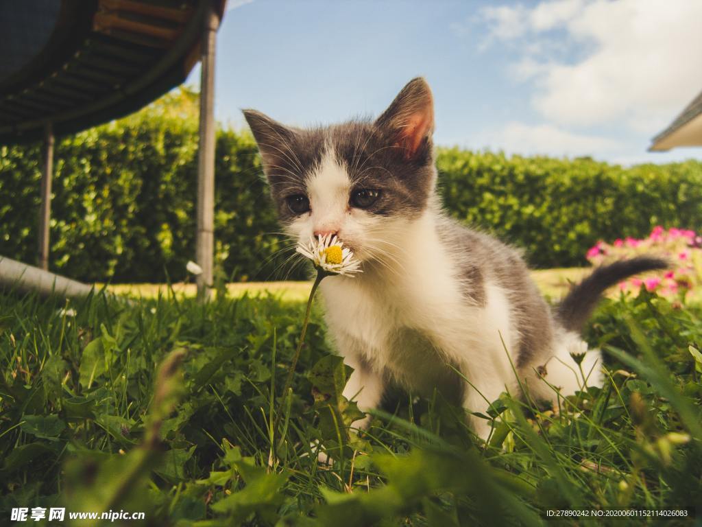 猫