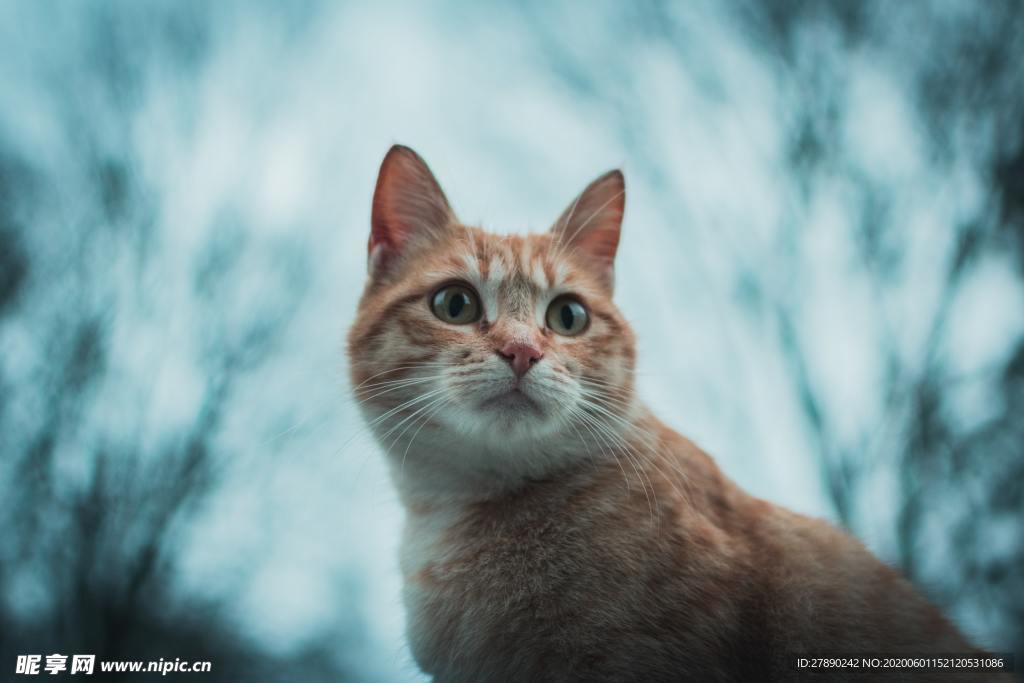 猫