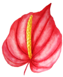 彩绘水彩花
