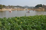 轮船 油菜