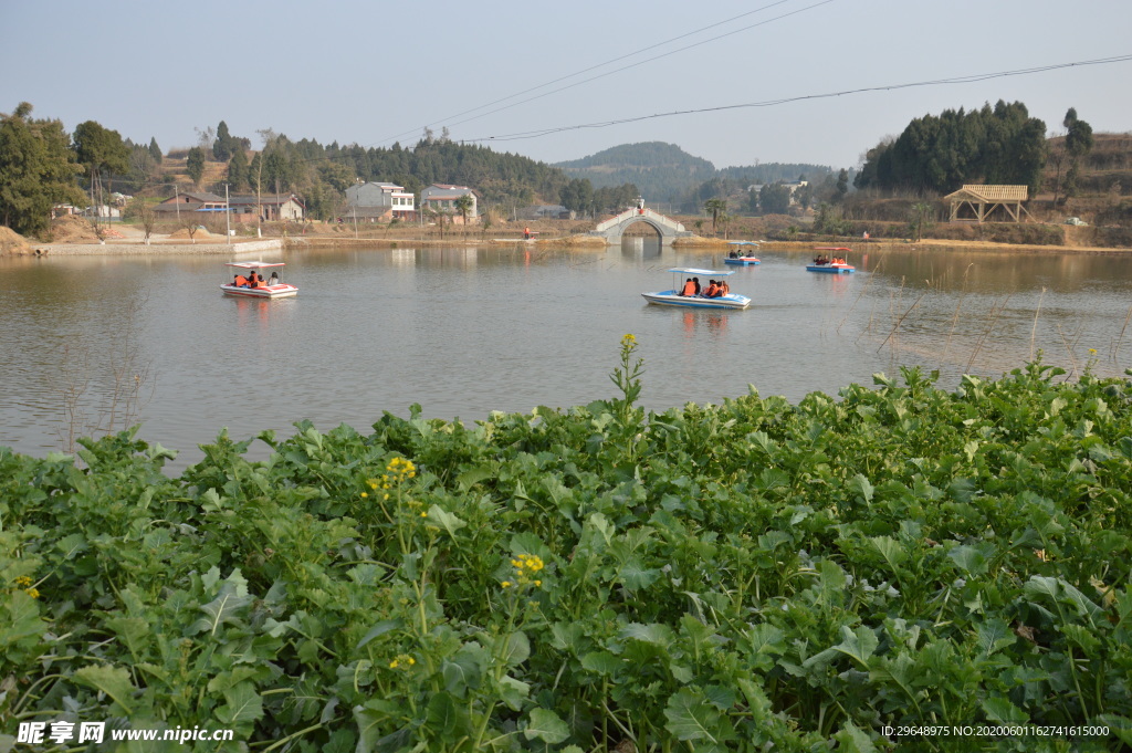 轮船 油菜