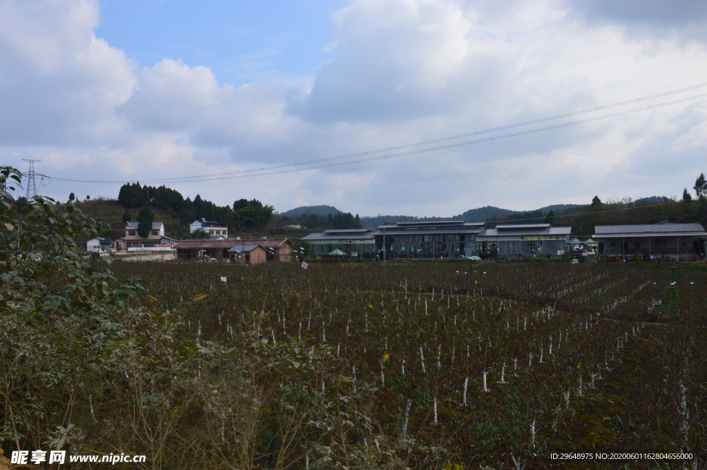 农业 农田 地膜 覆盖 烟田