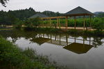 水景 水杉 古建 看水平台图