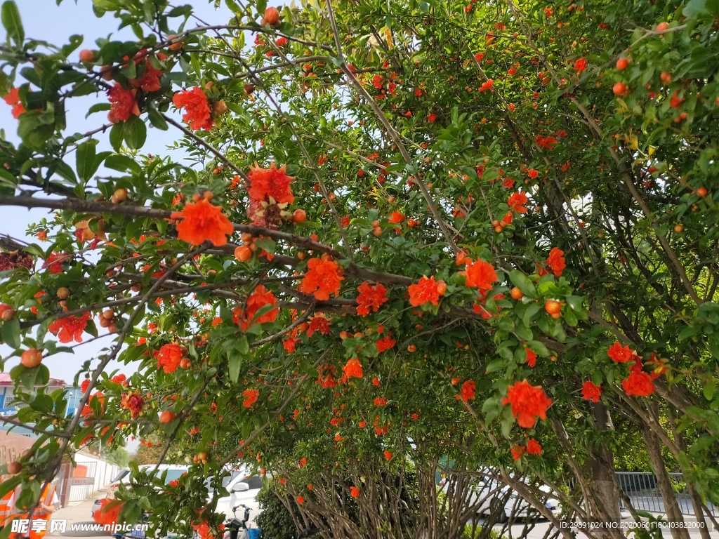 石榴花