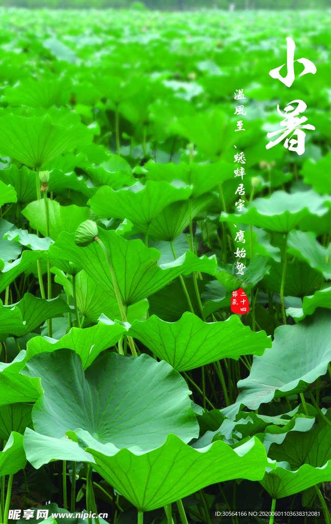 小暑中国风传统古风节气海报展板