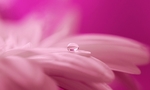 花瓣背景