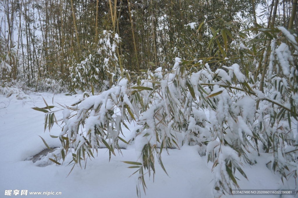 大雪压竹林