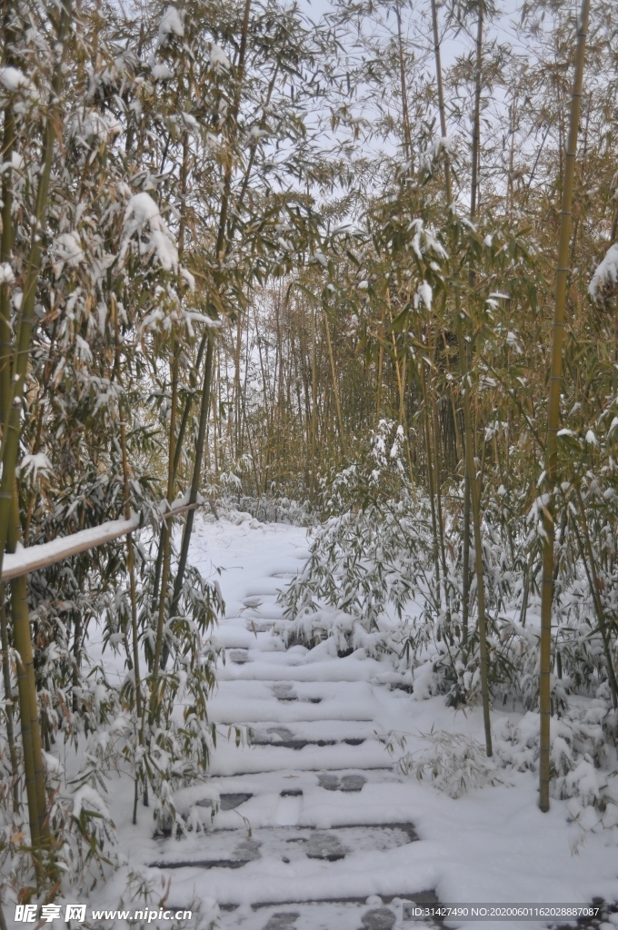 雪后竹林