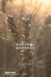 芒种小麦棕色写实海报