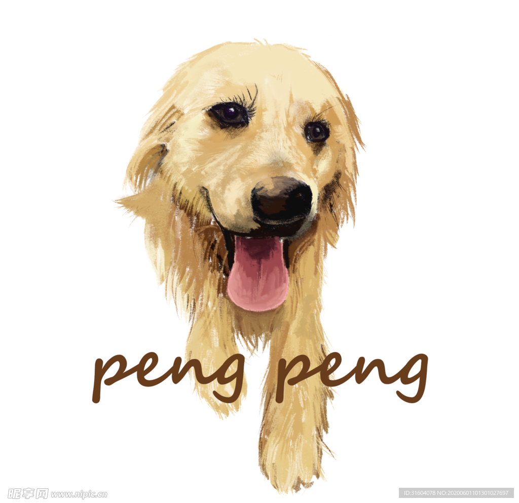 金毛