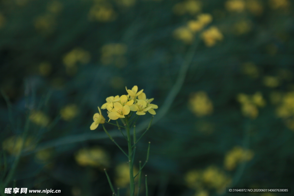 黄色的花