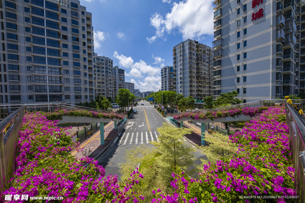 厦门道路 厦门风景 三角梅