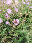 野花与蜜蜂