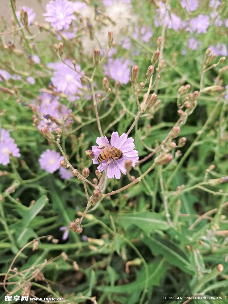 野花与蜜蜂